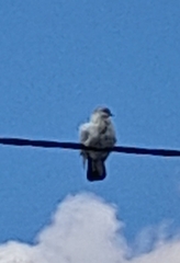 Columba livia domestica