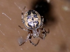 Larinioides cornutus