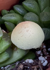 Leucocoprinus birnbaumii