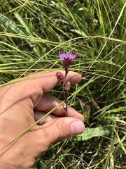 Liatris ligulistylis