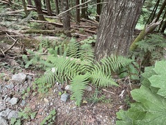Dryopteris filix-mas