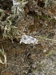 Epirrhoe alternata