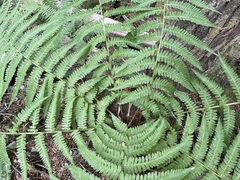 Dryopteris filix-mas
