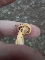 Cantharellus