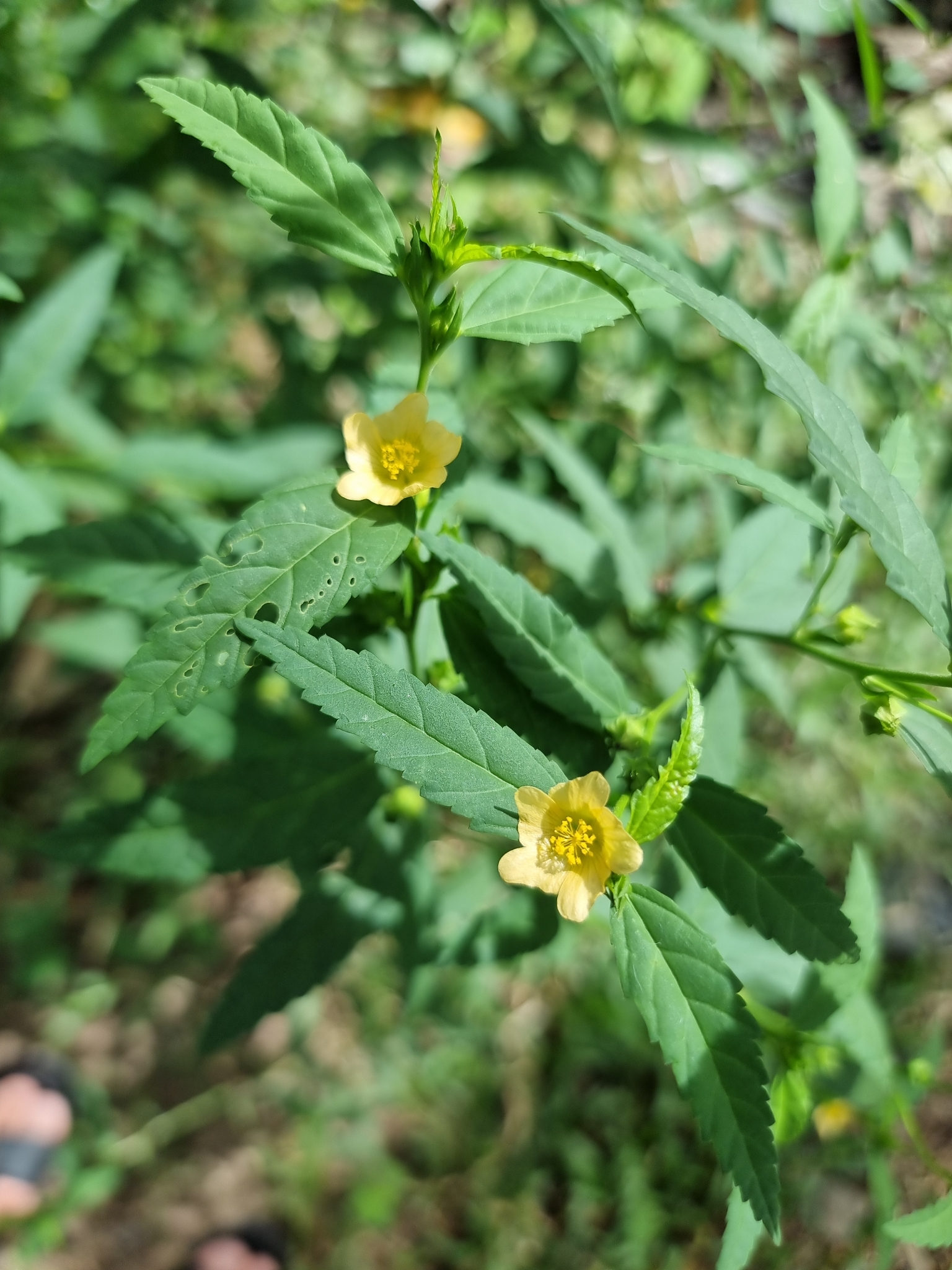 Sida acuta (Sida acuta)