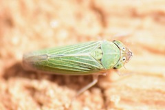 Xyphon reticulatum