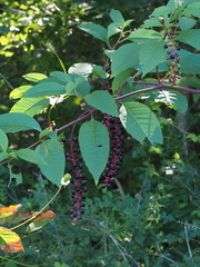 Phytolacca americana