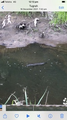 Ornithorhynchus anatinus