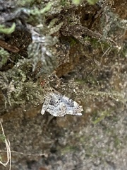 Epirrhoe alternata