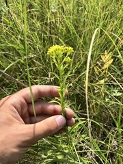 Solidago riddellii