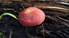 Tricholomopsis rutilans