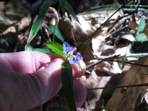 Commelina lanceolata (Commelina lanceolata)