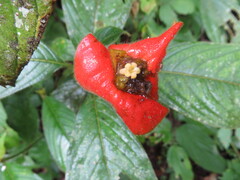 Palicourea tomentosa