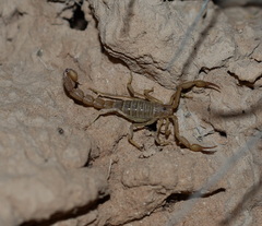 Paravaejovis confusus