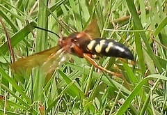 Sphecius speciosus
