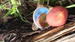 Tricholomopsis rutilans