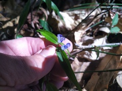 Commelina lanceolata