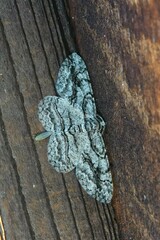 Anavitrinella pampinaria