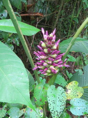 Goeppertia latifolia
