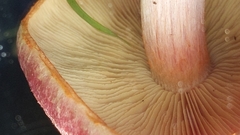 Tricholomopsis rutilans