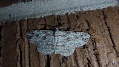 Iridopsis defectaria