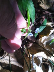Commelina lanceolata