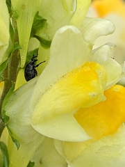 Linaria vulgaris