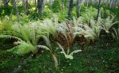 Matteuccia struthiopteris