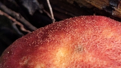 Tricholomopsis rutilans