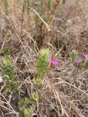 Acanthoideae