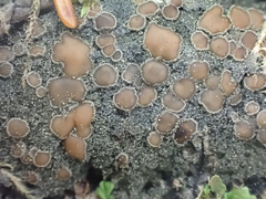 Protopannaria pezizoides