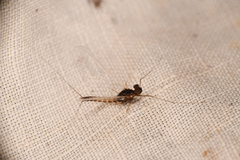 Baetis bicaudatus