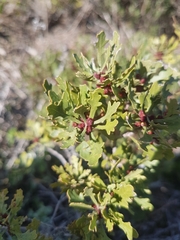 Morella quercifolia