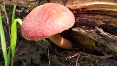 Tricholomopsis rutilans