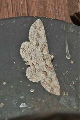 Iridopsis defectaria