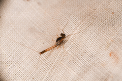 Baetis bicaudatus