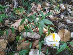 Commelina lanceolata
