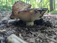 Agaricomycotina