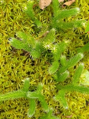 Lycopodium clavatum