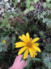 Helianthus nuttallii