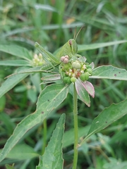 Schistocerca americana