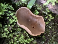 Pezizaceae