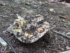 Agaricomycotina