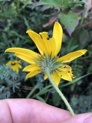 Helianthus nuttallii