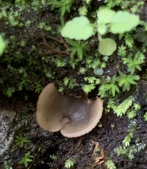 Pezizaceae