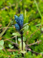 Gentiana glauca