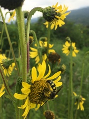 Xanthocampsomeris completa