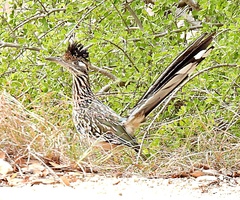 Geococcyx californianus