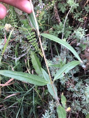Helianthus nuttallii