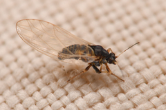 Triozidae